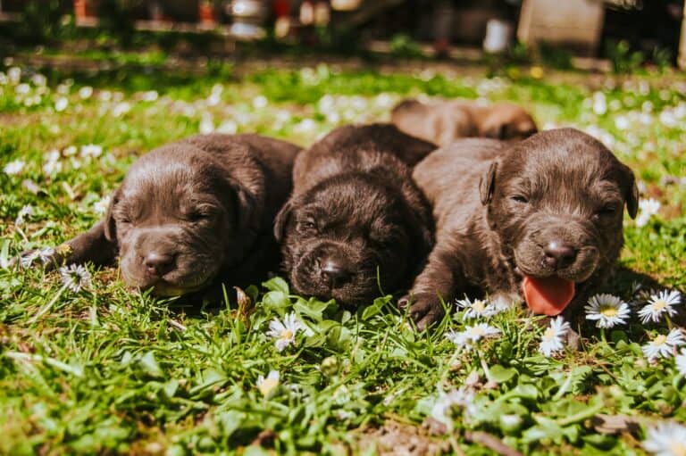 dog cry in his sleep featured image
