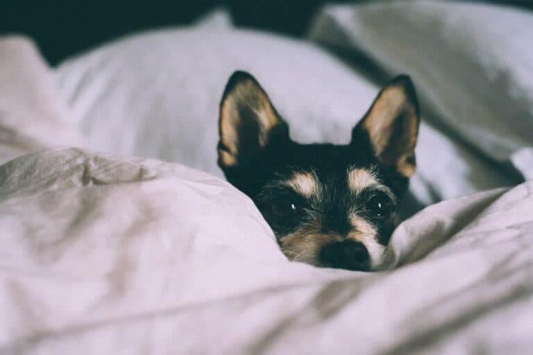 Why Does My Dog Nibble on Blankets?