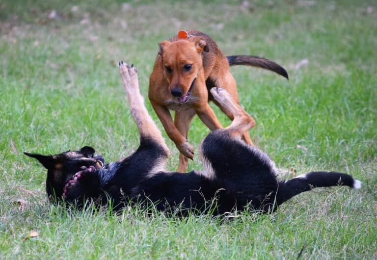 why does my dog roll in grass featured image