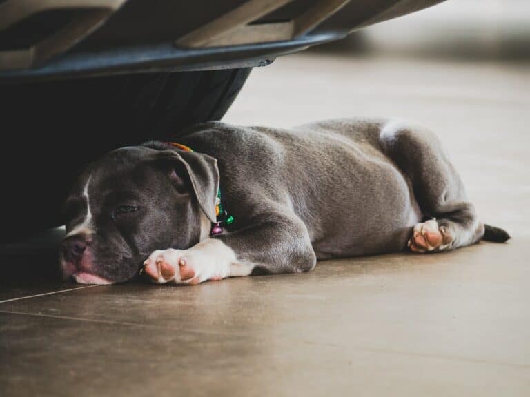 Why Does My Dog Sleep Under My Bed?