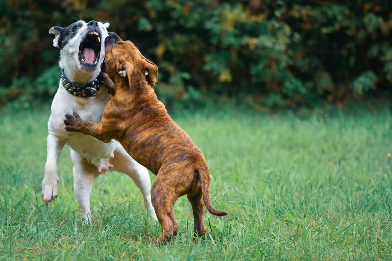 two dogs fight on green grass field during day time