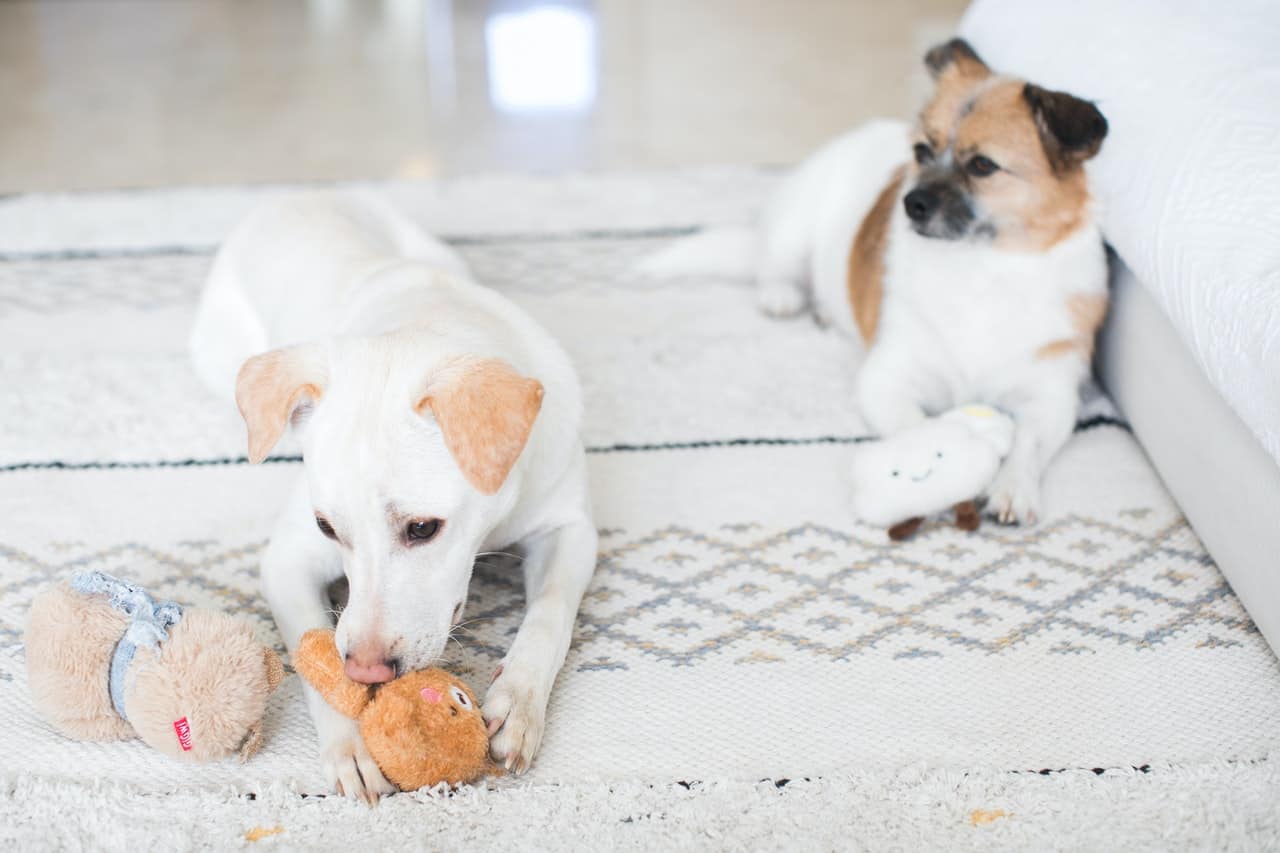 two dogs are lying down on carpet and playing with toys