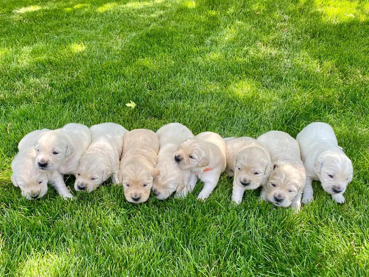 short coated dog babies on green grass field during sunny day