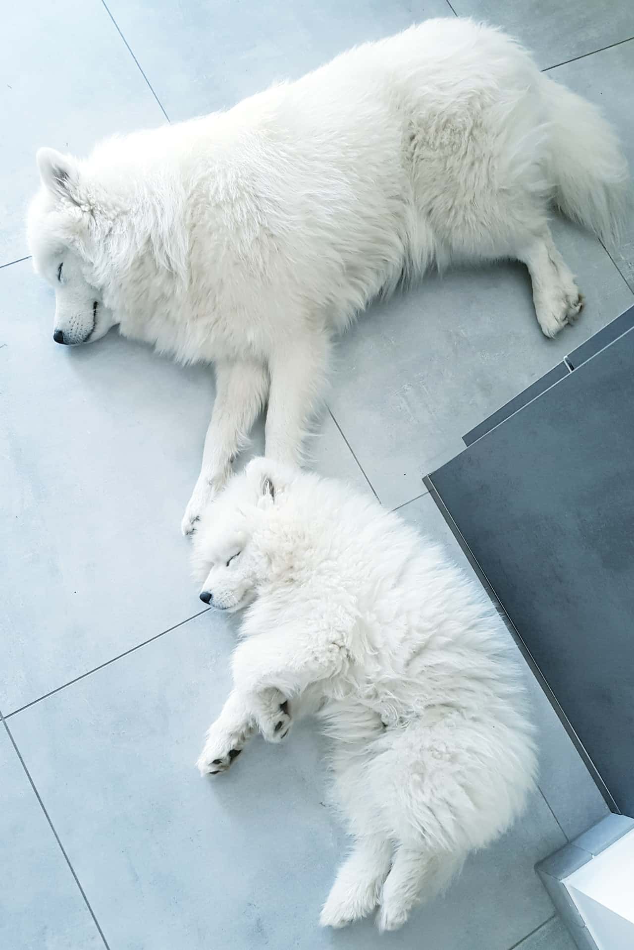two white dogs sleeping on floor