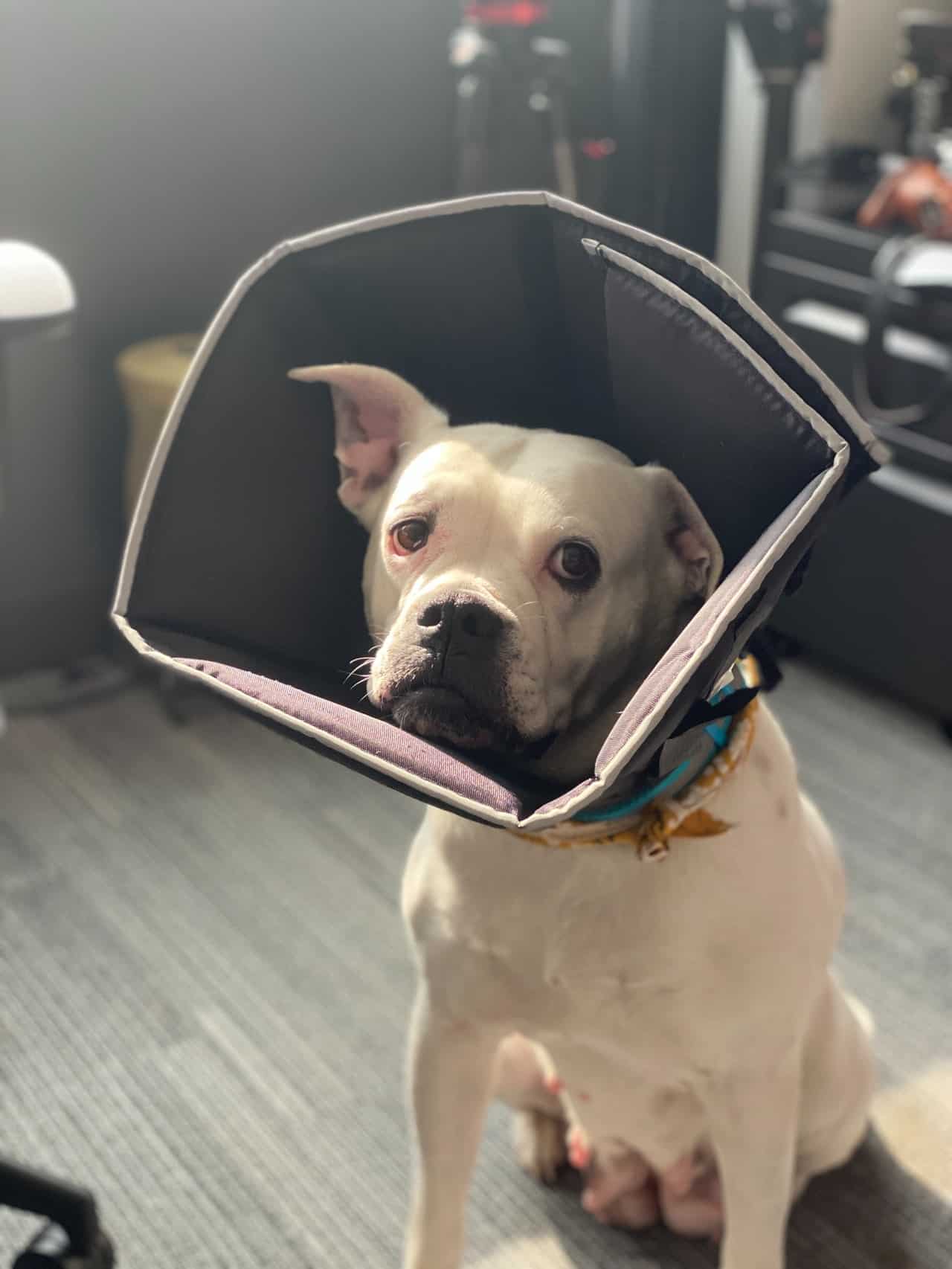 cute purebred dog in pet cone