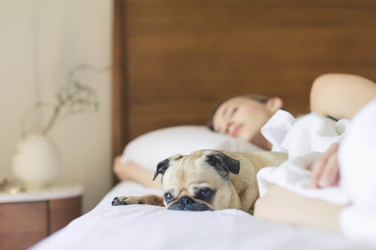 sad pug sleeping beside women on bed
