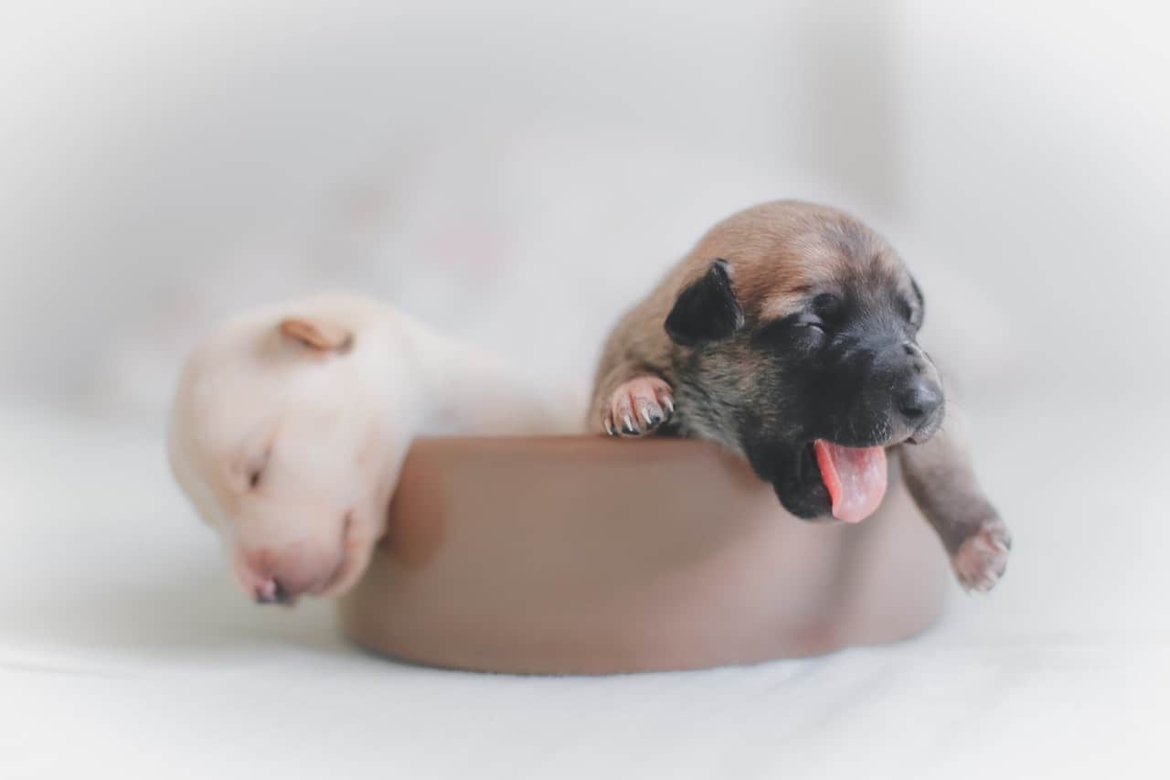 close up of two dog puppies sitting in brown bowl