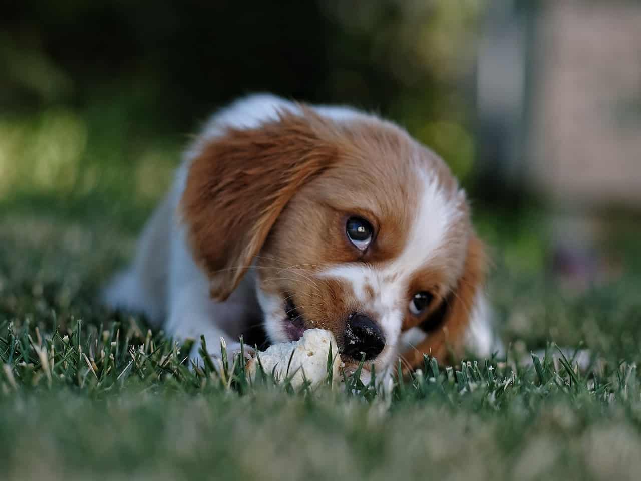 close up of cute dog puppy on grass