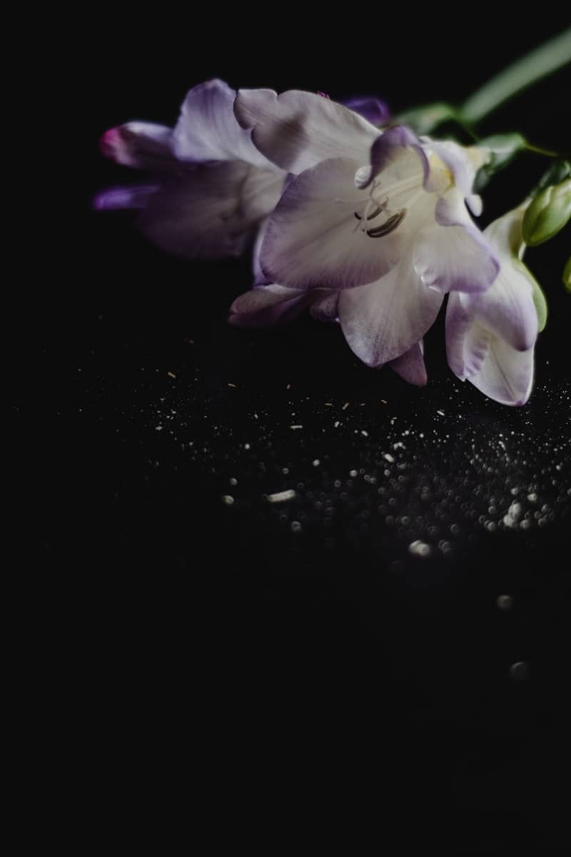 close up of purple and white flower