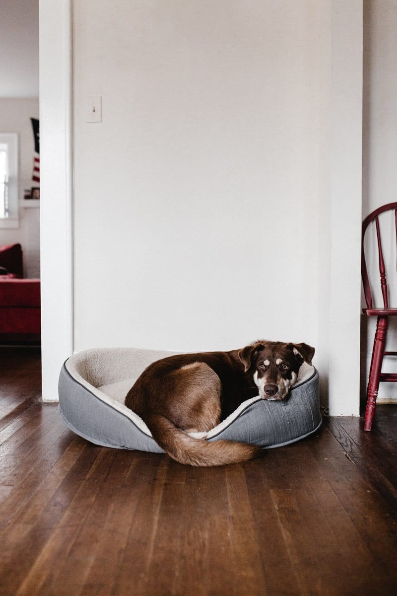 close up of tired dog resting on pet bed in home