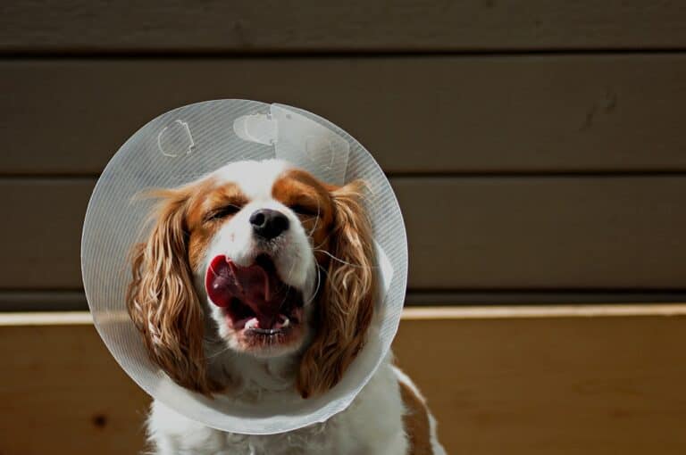 When to Take Cone Off Dog After Neuter?