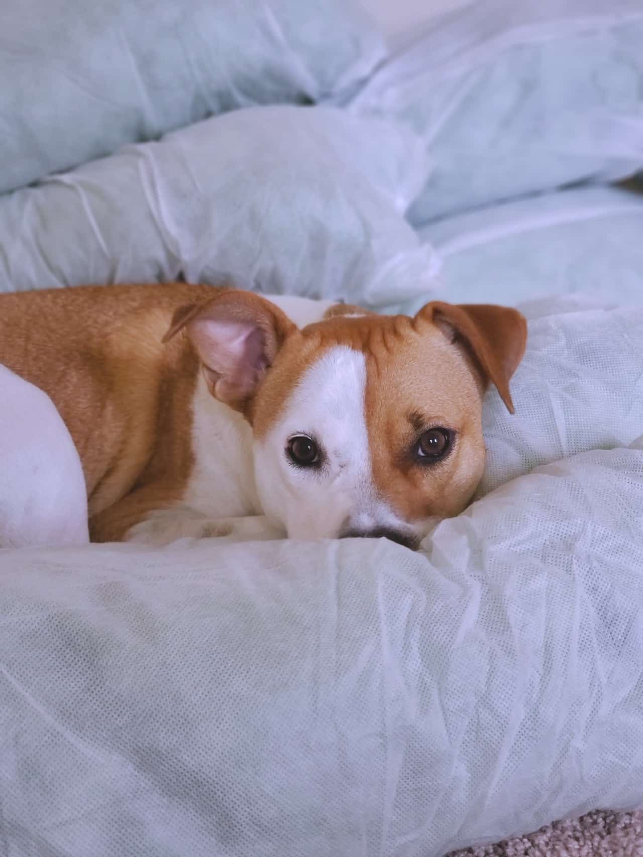 close up of sad white dog lying on bed