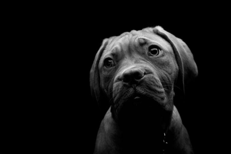 How Long Can a Dog Go without Pooping
