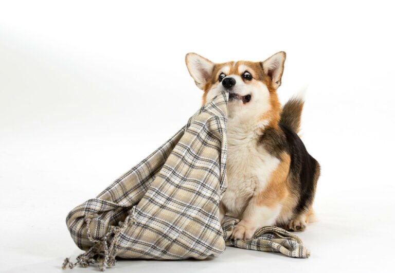 Why Does My Dog Nibble on Blankets