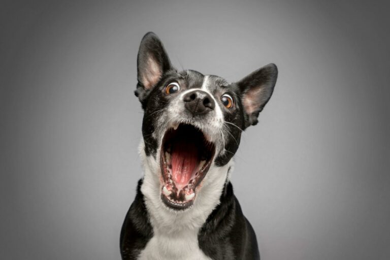 How to Stop My Dog from Biting When Excited