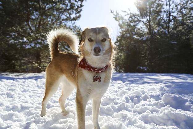Causes of Constipation in Dogs