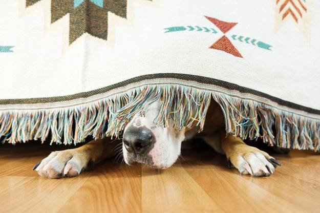 Your Dog Is Suffering from Anxiety