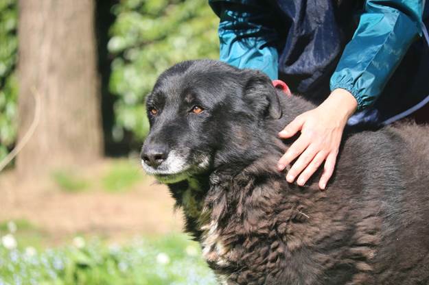 dog start getting some light exercise