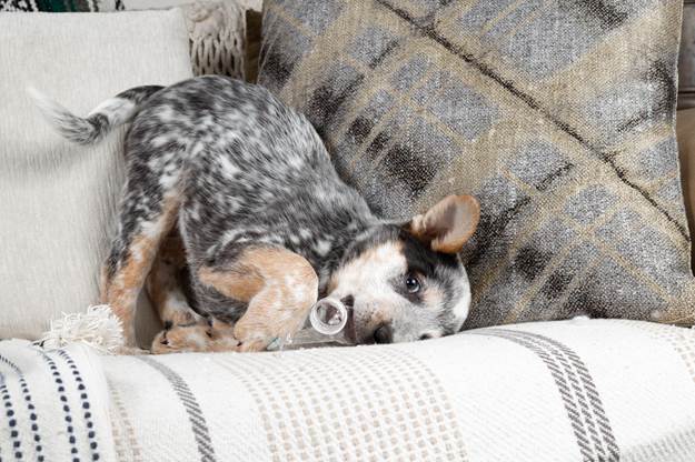 Dog Teething