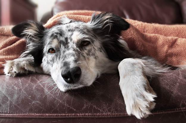 Dog Heart Disease