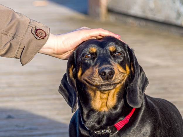 What Can I Do to Keep My Dog from Biting when Excited