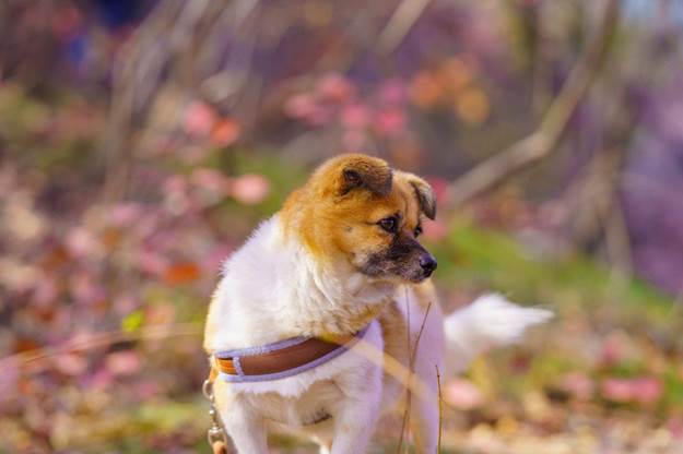 Dog Warning Signs
