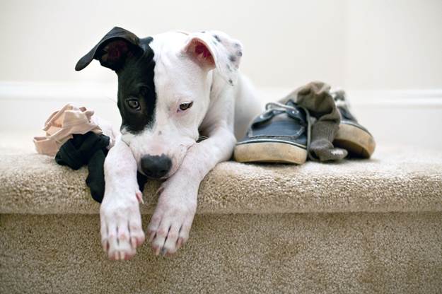Things to Avoid When Training Your Dog Not to Bite
