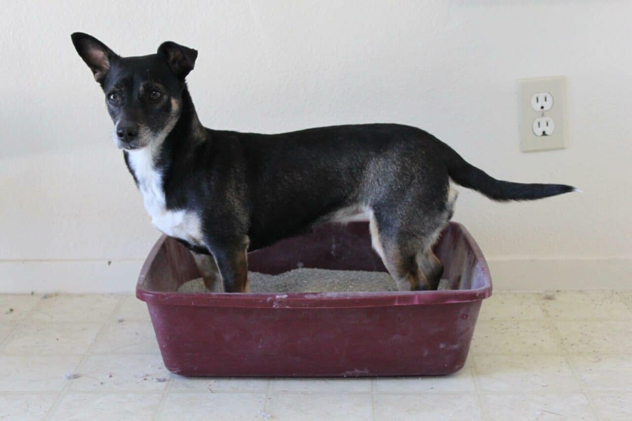 How to Keep Your Dog Out of the Litter Box