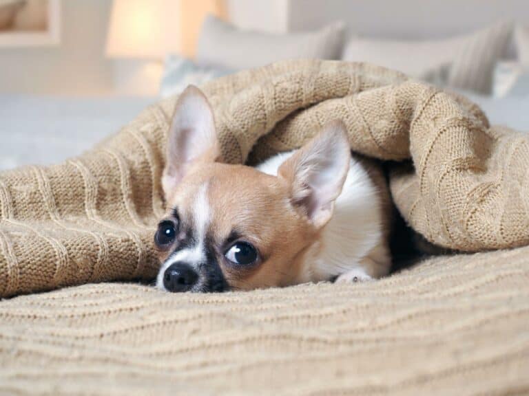 How to Get Dog Hair Out of Blankets