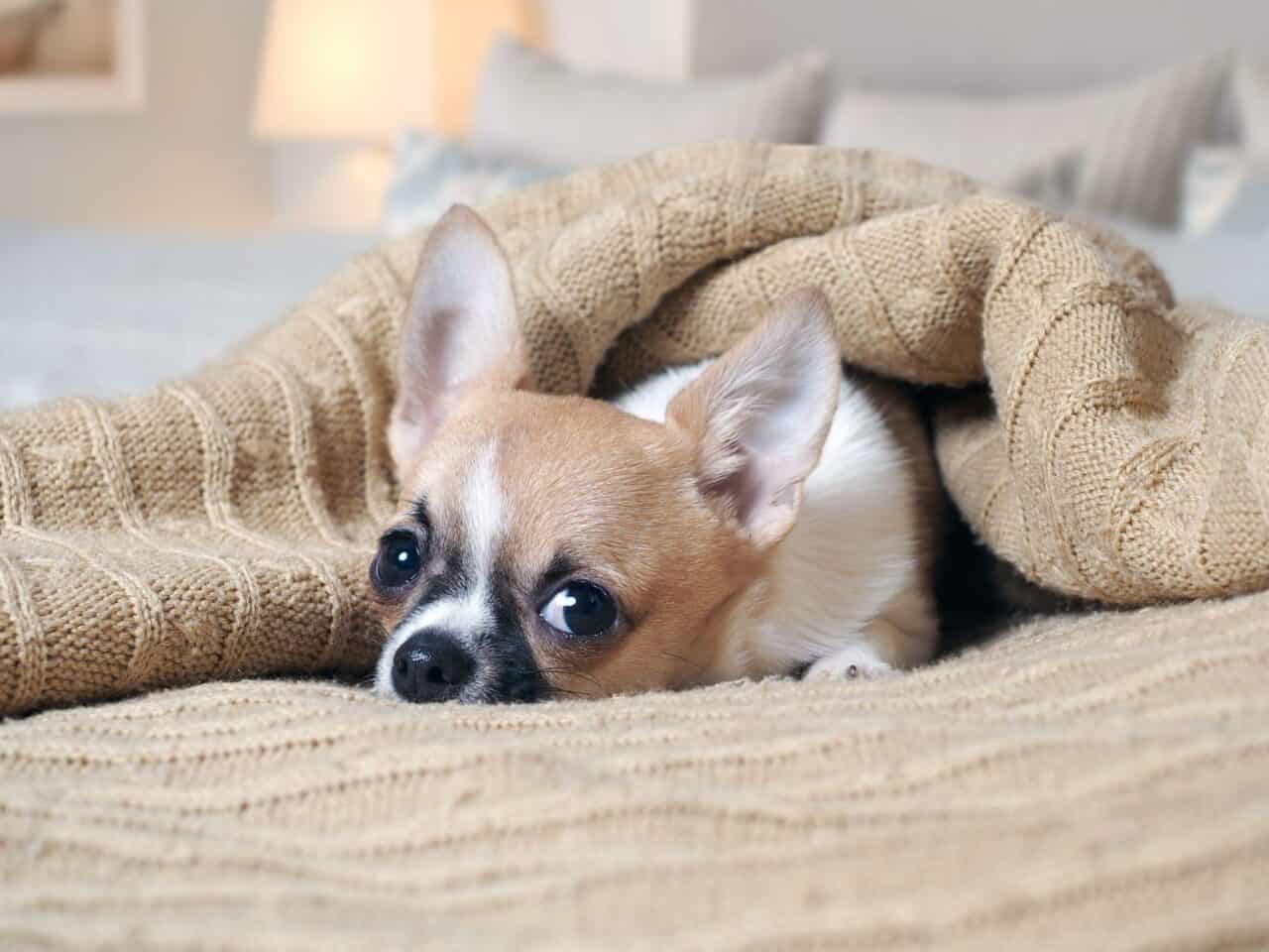 How to Get Dog Hair Out of Blankets