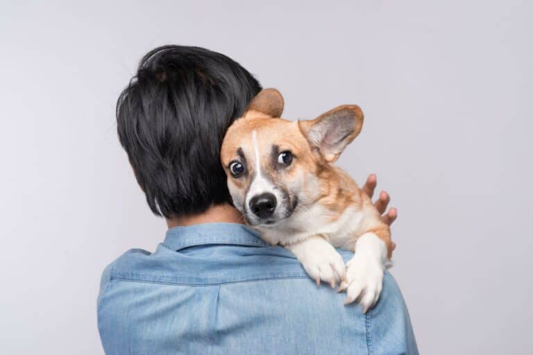 How to Calm a Dog During a Storm