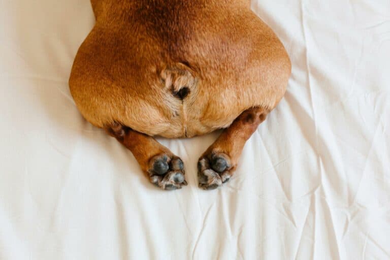 My Dog Has a Sore Bum What Can I Put On It