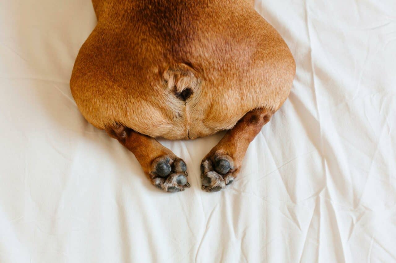 My Dog Has a Sore Bum What Can I Put On It