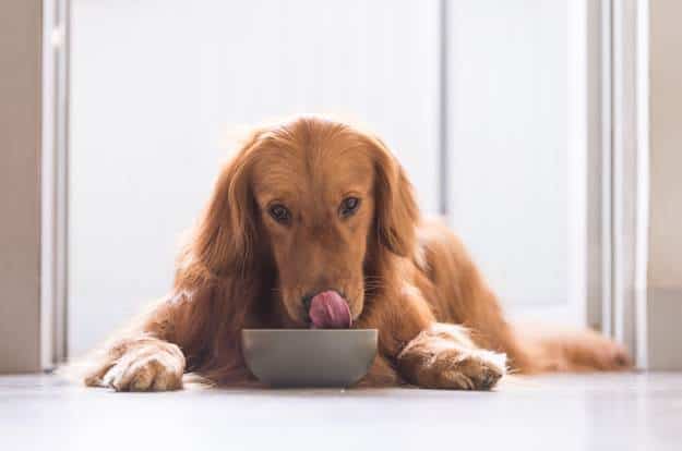 How Can I Keep My Dog Out of the Litter Box
