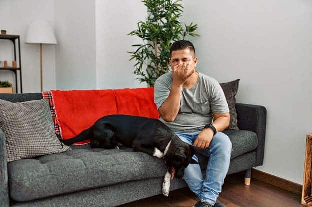 Why Do Dog Glands Smell Up the Furniture