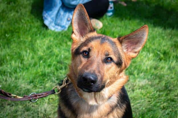 How Can I Train My Dog to Ignore Other Dogs