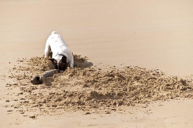 Common Reasons for Digging