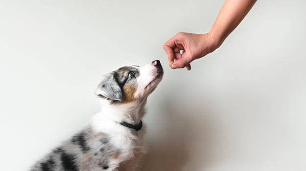 Train Your Dog