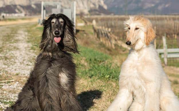 dog training methods 
