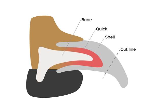 How to Use a Nail Dremel
