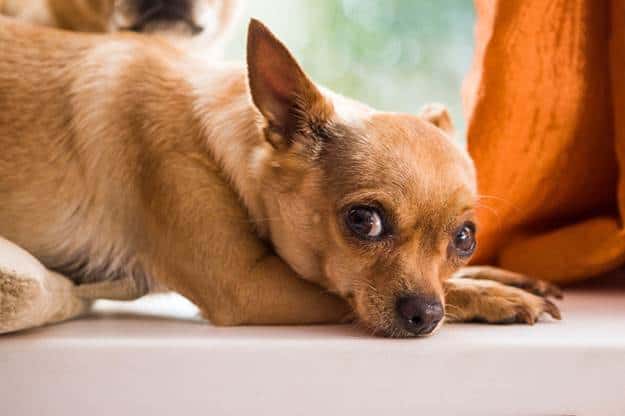 How to Relieve Your Dog’s Sore Bum