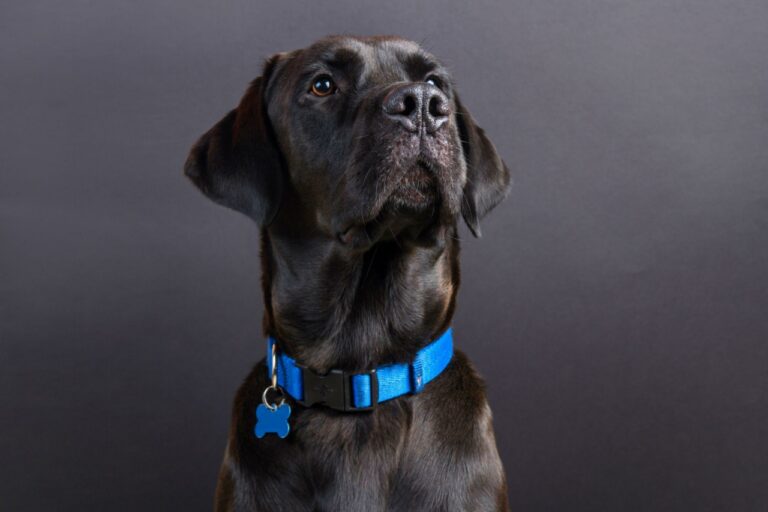 Dog Collar