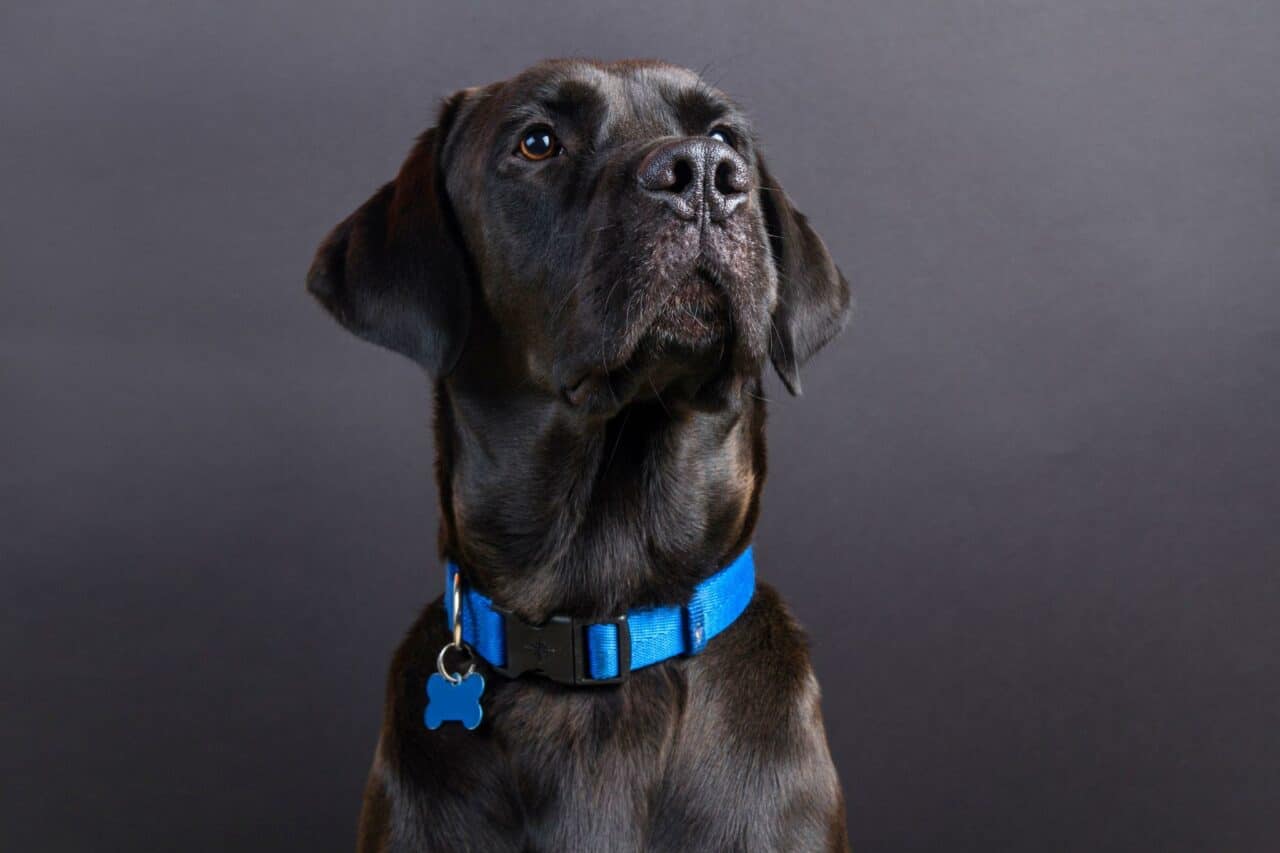 Dog Collar
