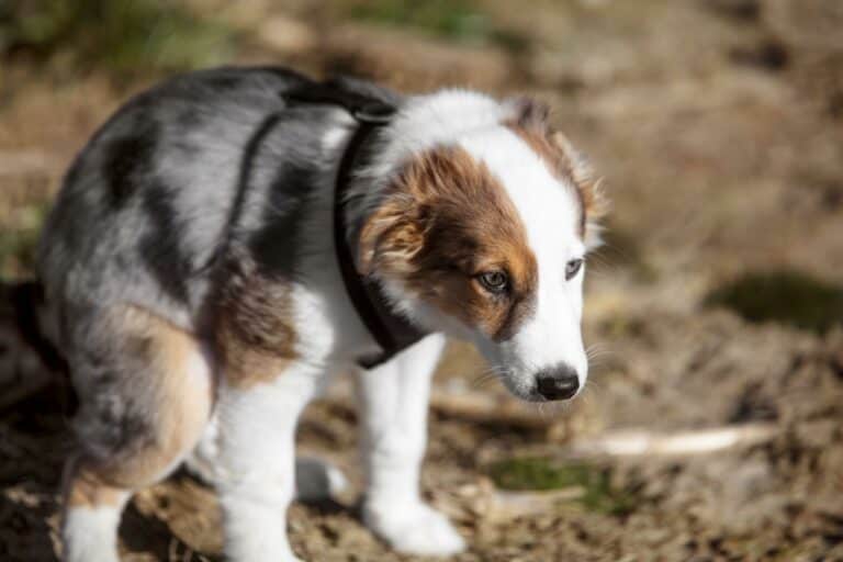 What is the Hardest Dog to Potty Train