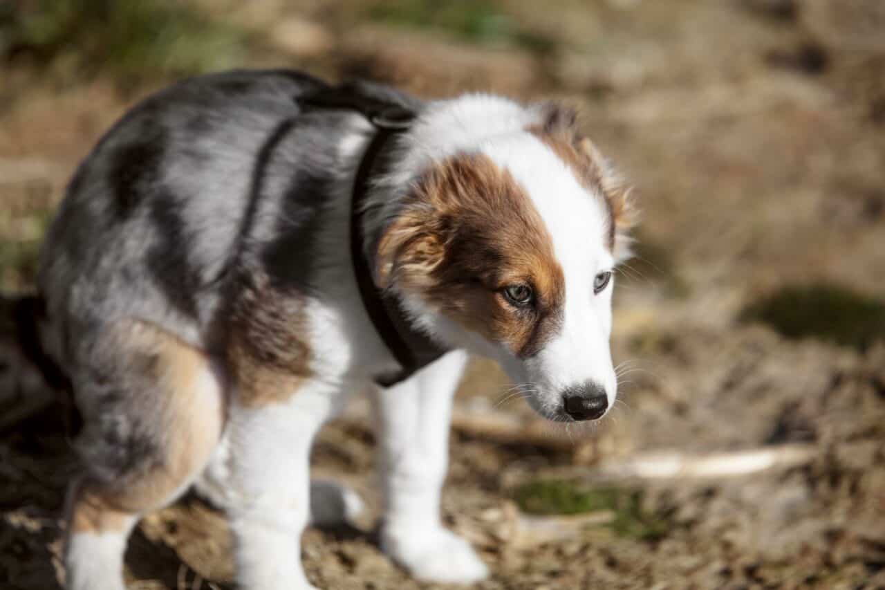 What is the Hardest Dog to Potty Train
