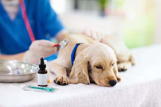 How is Canine Parvo Treated