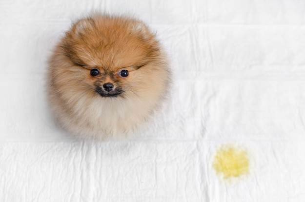 dog’s behavior