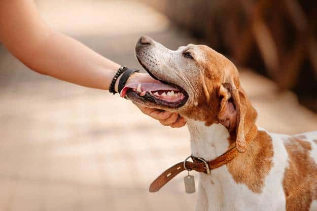 Different Kinds of Collars