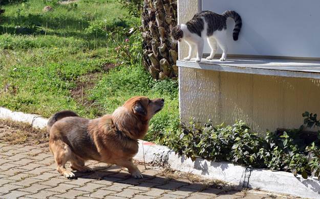 Know Your Pet’s Personality