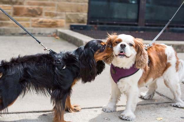 Let the Dogs Lead 